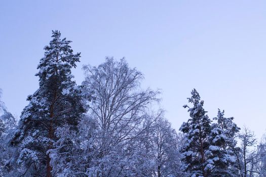 Illustration of Christmas Season with Scenic Winter Nature Landscape. Forest covered Snow.