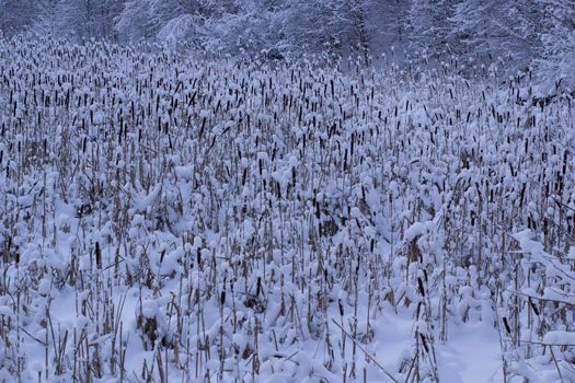 Field of Cattail in Winter Forest Covered Snow