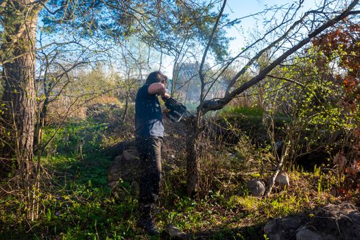 Man pruning and sawing apple tree using chainsaw. farmer sowing the dry branches of apple trees