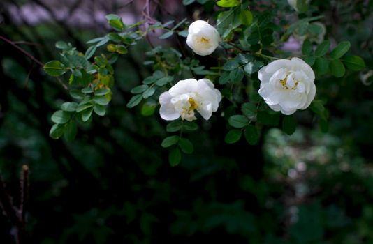 white roseship flower on a dark green background. High quality photo