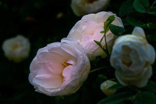 white roseship flower with a magical pink glow on a dark green background. High quality photo