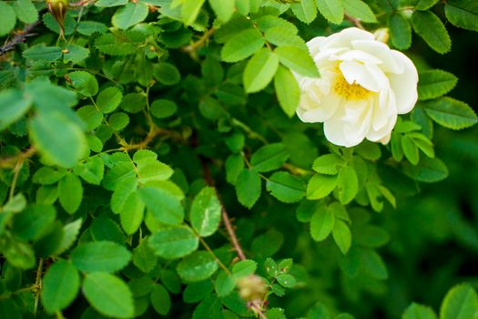 white roseship flower on a dark green background. High quality photo