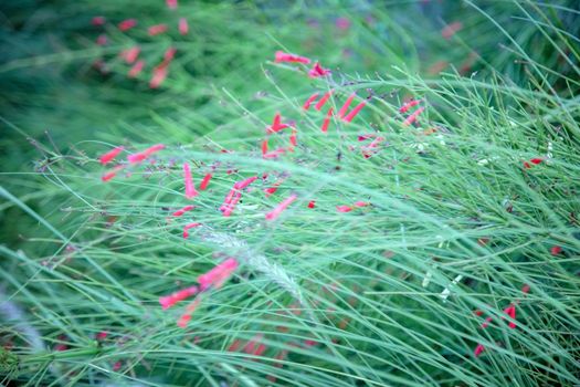 Russelia equisetiformis, the fountainbush, firecracker plant, coral plant, coral fountain, coralblow or fountain plant, is a species of flowering plant in the family Plantaginaceae