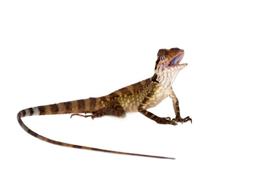 Gonocephalus grandis lizard isolated on white background