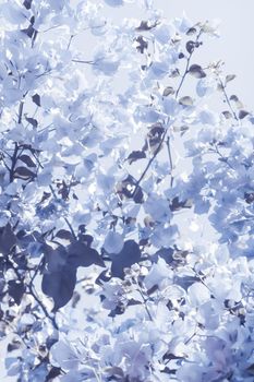 Flower background, spring nature and botanical beauty concept - Blue floral composition