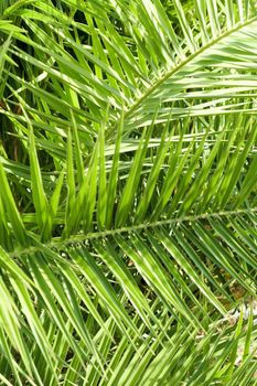 Exotic vacation, botanical background and summer travel concept - Palm leaves in summertime