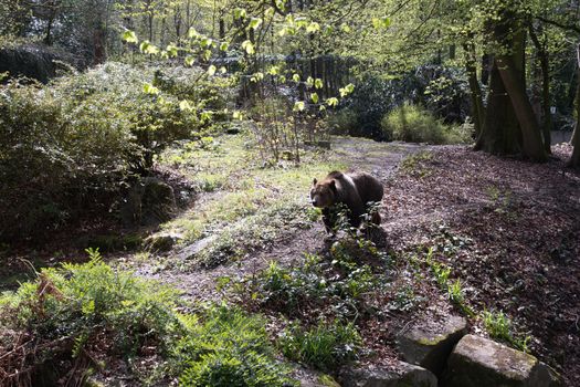 a brown bear walks along a path among the bushes, a sunny spring day in the green zoo wuppertal germany. High quality photo