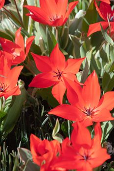 flower bed flower with bright orange tulips and green leaves on a sunny spring day contrasting light. High quality photo