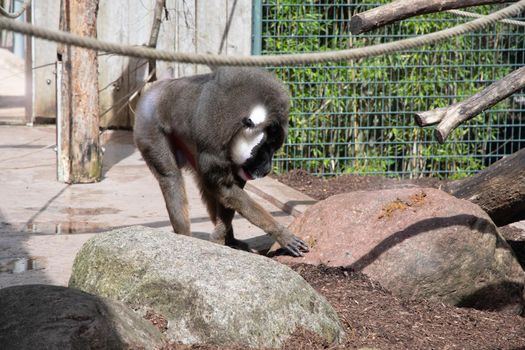 colorful mandril dril monkey with a black muzzle and a blue-pink rainbow booty in the green zoo wuppertal germany, in an aviary behind glass. High quality photo