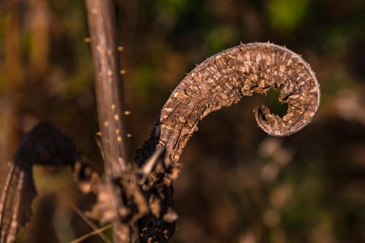 Nature creates art in the form of a withered leaf that has bent into a brown spiral