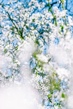 Floral beauty, dream garden and natural scenery concept - Cherry tree blossom and blue sky, white flowers as nature background