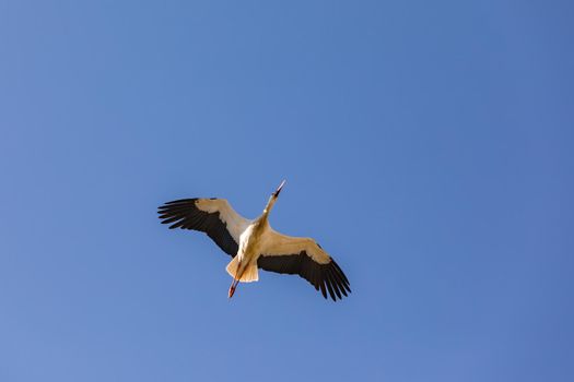 A gliding stork against a blue sky directly above us