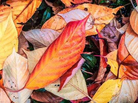 Fall season, weather and environment concept - Autumn leaves and trees, nature background