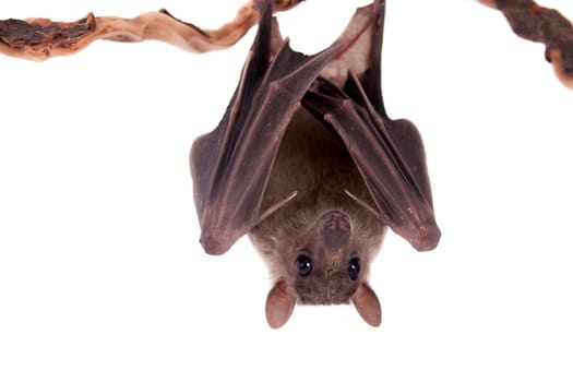 Egyptian fruit bat or rousette, Rousettus aegyptiacus. on white background