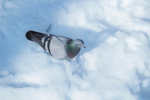 Dove on Winter Clear Snow. Beautiful Bird Close up.