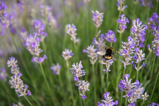 striped bumblebees and bees collect nectar and pollinate purple lavender flowers, Summer sunny day, floral background, beautiful in nature. High quality photo