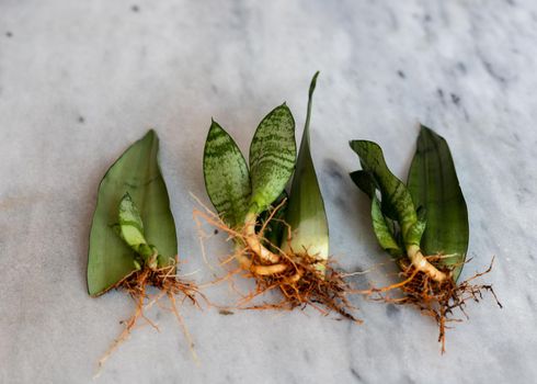 Sansevieria new plants growing roots from propagation by leaf cuttings with selective focus