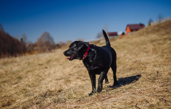 White labrador retriever dog on a walk. Dog in the nature. Senior dog behind grass and forest.