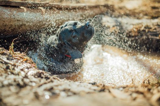 Black labrador retriever playing in a puddle of water, wet and muddy.