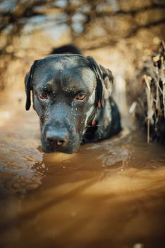 Black labrador retriever playing in a puddle of water, wet and muddy.