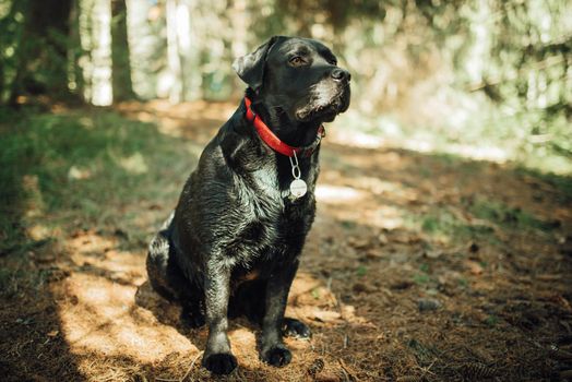 Black labrador retriever dog on a walk. Dog in the nature. Senior dog behind grass and forest.