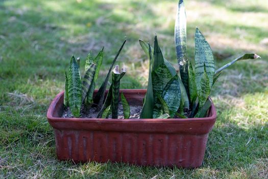 Sansevieria plant growing in a clay pot