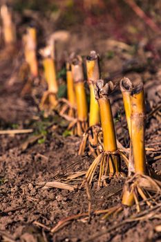 Cropped cut corn stalks after the autumn harvest in Hesse, Germany