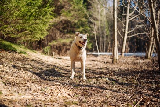 White labrador retriever dog on a walk. Dog in the nature. Senior dog behind grass and forest.