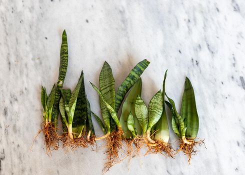 Sansevieria bare roots plants laying on a marble counter with selective focus