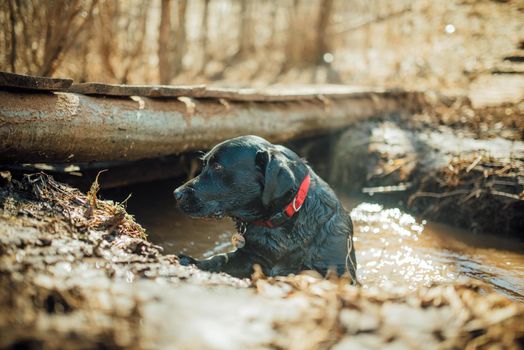 Black labrador retriever playing in a puddle of water, wet and muddy.