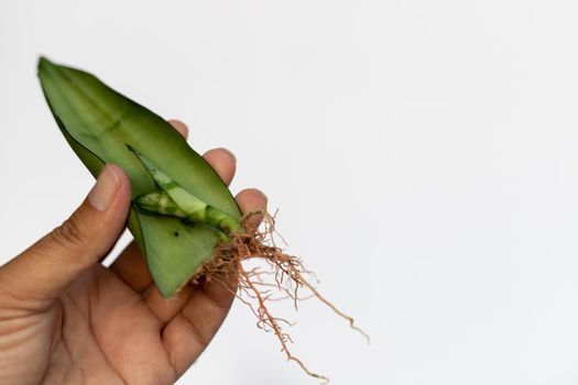 Closeup view of snake plant leaf with roots and new pup holding in hand with selective focus