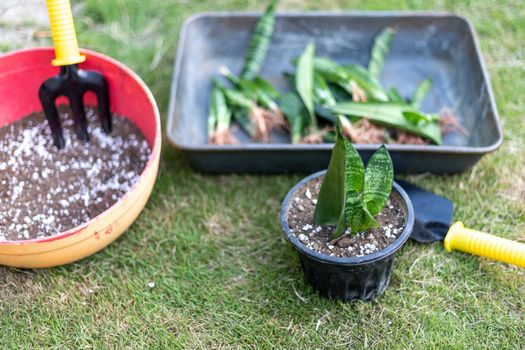 Homegrown snake plant transplanting into new pots