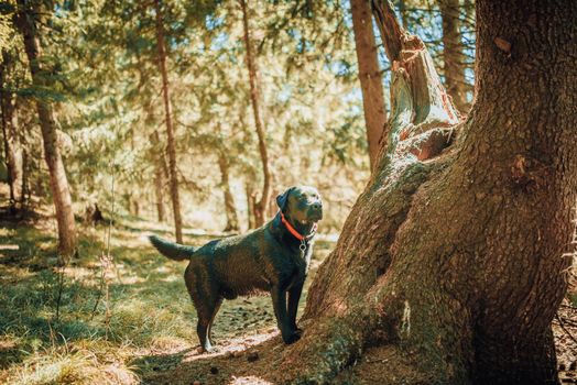 Black labrador retriever dog on a walk. Dog in the nature. Senior dog behind grass and forest.