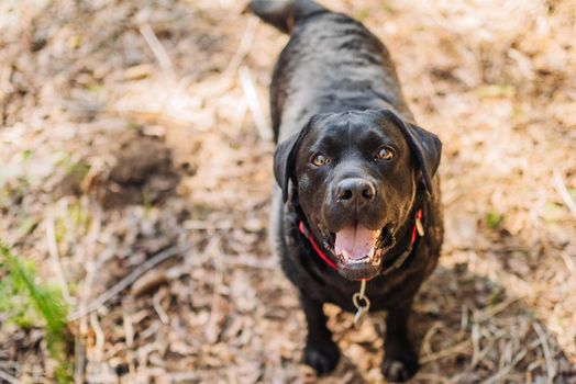 Black labrador retriever dog on a walk. Dog in the nature. Senior dog behind grass and forest.