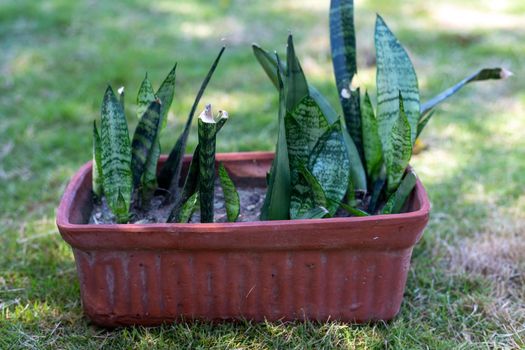 Sensaveria plants propagation in a clay pot at home in the garden