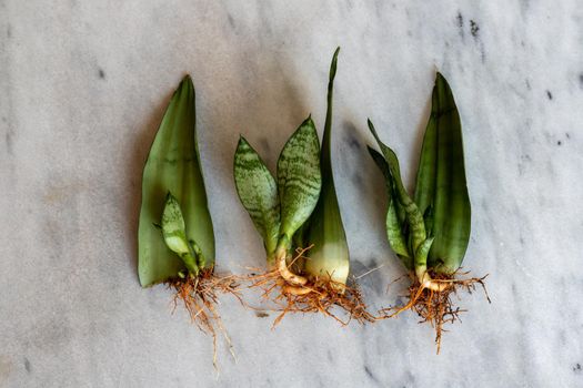 Snake Plant leaf with roots and pups laying on a marble counter close up to show the growth of roots and propagation result.