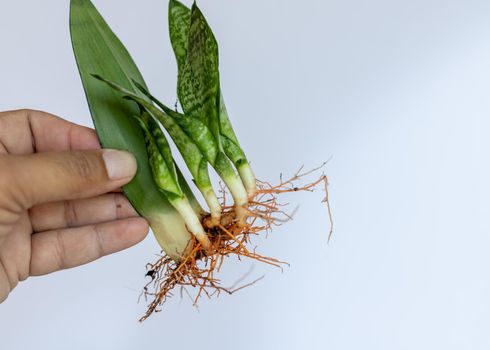 Sansevieria moon shine plant propagation by single leaf with new pups growing with roots