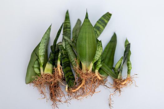 Snake plant propagation by leaf cuttings on isolated white background with selective focus