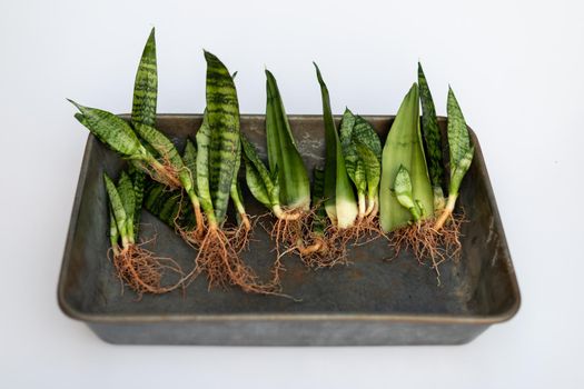 Propagation of sanseveria plants from leaf cuttings laying in a tray bare roots plants