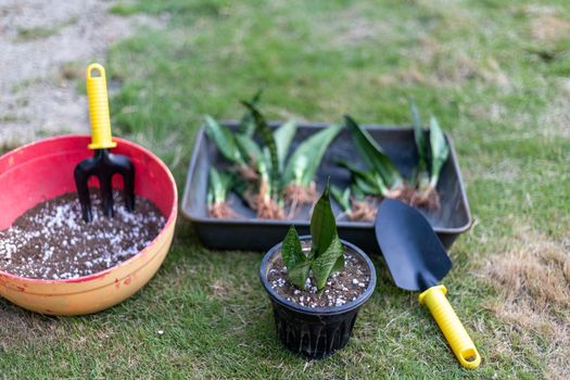 Propagating snake plant from leaf cuttings with selective focus