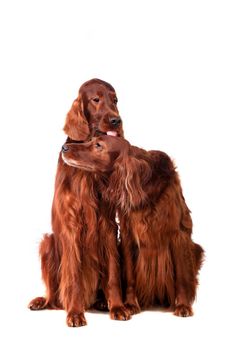 Two Irish Red Setters isolated on white background