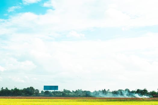 Green rice field. Environment Nature Plant Spring Summer.  Rural scene