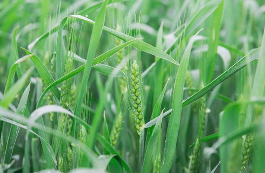 green not ripe barley sprouts on the field with rain drops.