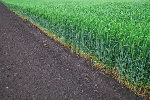 contrast between plowed land and green immature sprouts of barley on the field