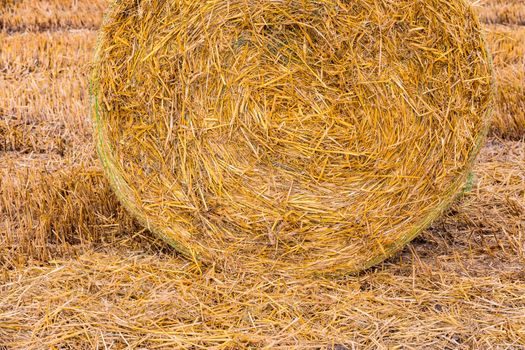 A bale of hay after harvest on the stubble field in summer