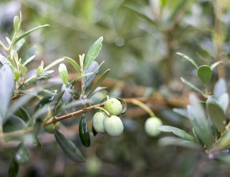 Green olives growing on a tree with selective focus and blur background