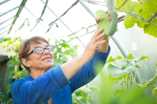 Happy smiling mature woman take care of cucumbers in greenhouse, farming, gardening, old age and people concept, harvesting hobby and leisure