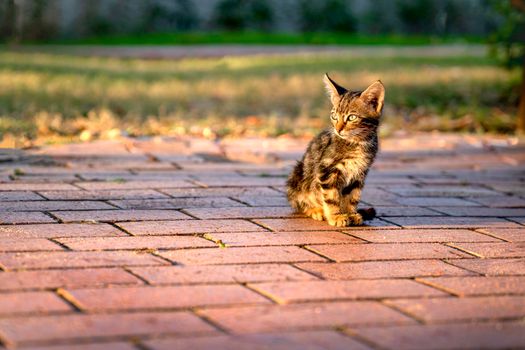 Small lonely kitten is sitting on path in park in the rays of the setting sun.