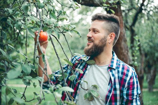 Choosing the best apples. Happy young man farmer stretching out hand to ripe apple and smiling while standing in the garden
