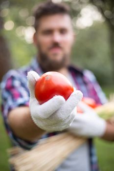 Farmer holds freshly picked tomato, box of harvest vegetable on background